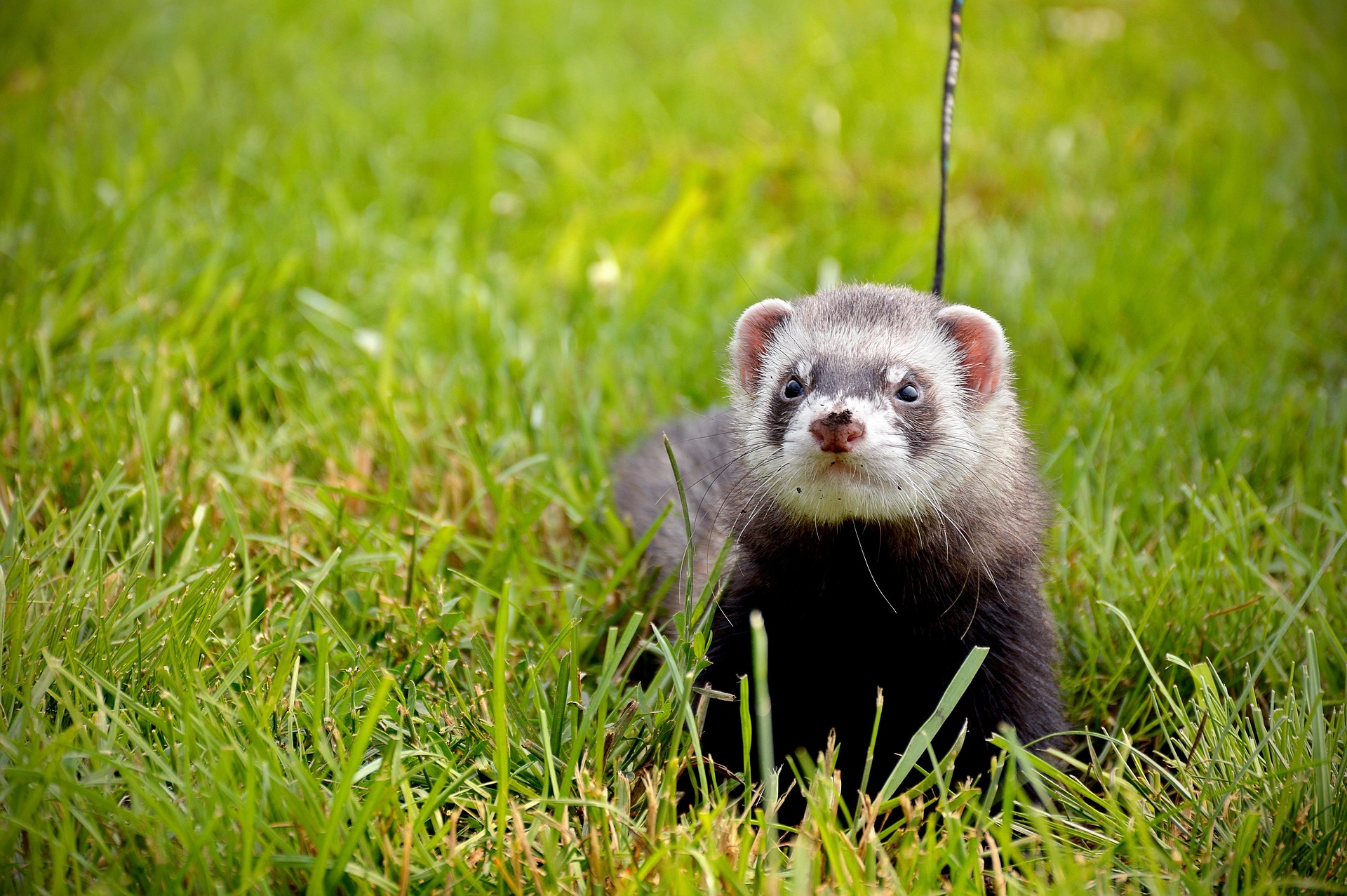 A ferret in trusted care — every species welcome